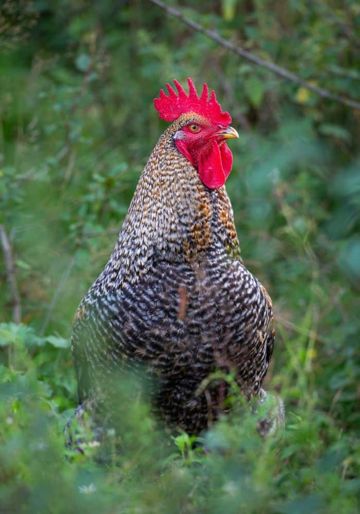 What should you know about showing Plymouth Rock chickens?