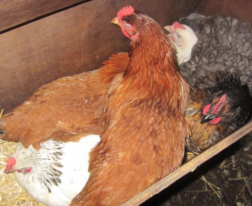 What to do if chickens sleep in nesting boxes