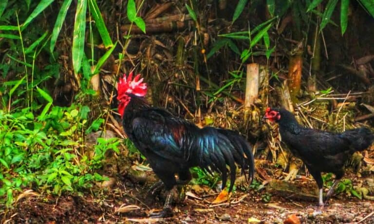 Where Do Wild Chickens Live? (5 Places In USA)