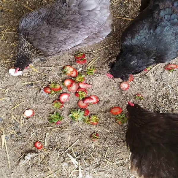 Which Parts of Strawberries Can Chicken Eat?