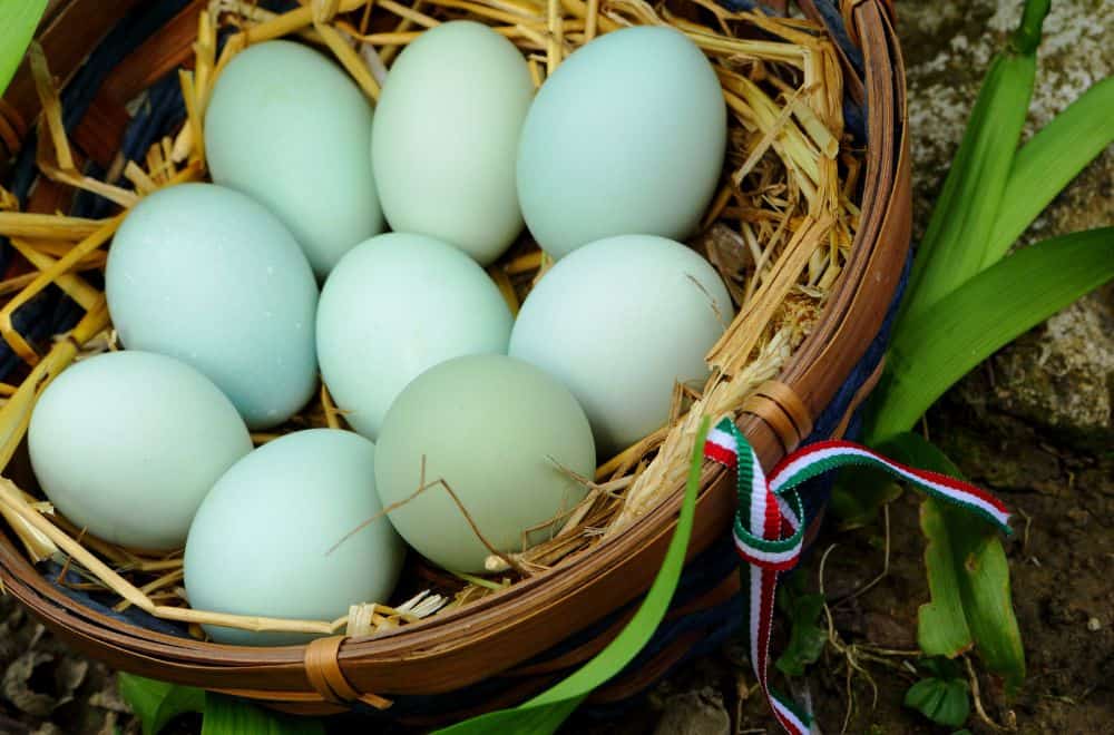Why do Araucana chickens lay blue eggs