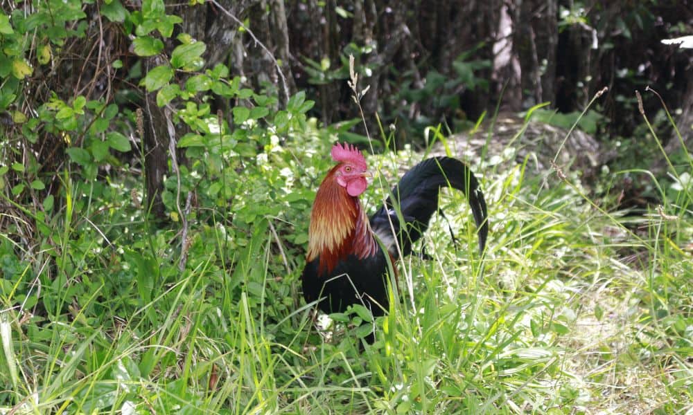 Wild Chickens Preferred Environments in the US