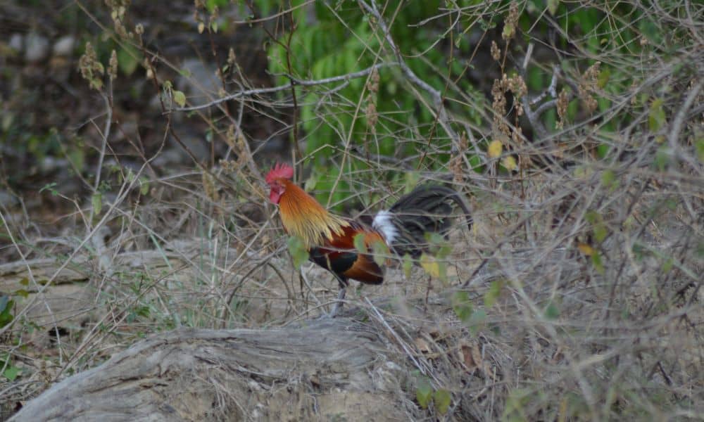 Wild chickens, Red junglefowl (Gallus Gallus)