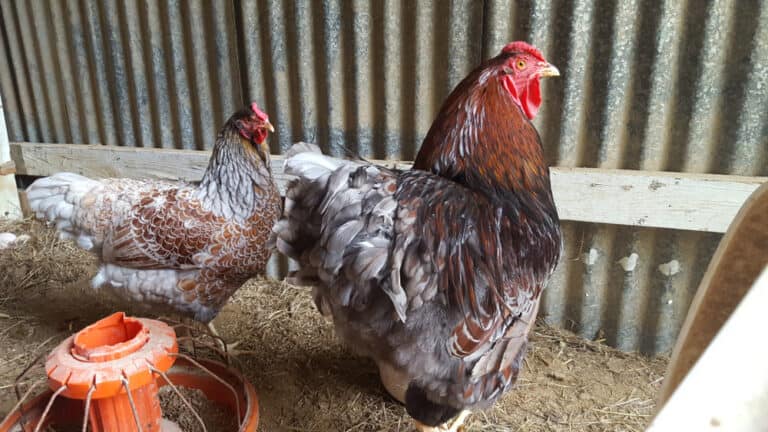 Blue Laced Red Wyandotte: Everything You Need to Know