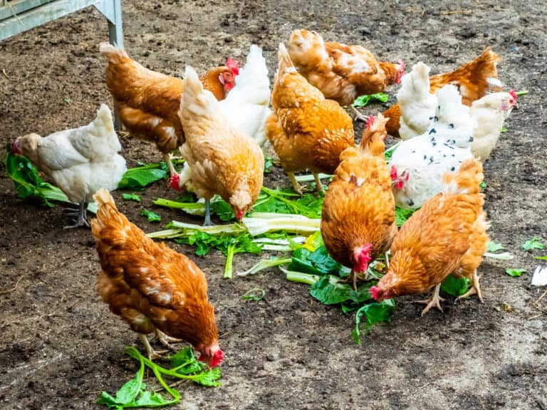 Can Chickens Eat Kale? (Nutritional Benefits And More)