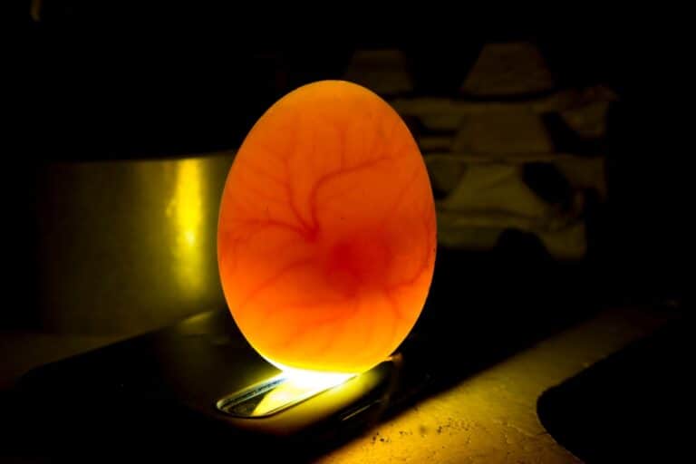 Candling Chicken Eggs (Easy Steps For Success)
