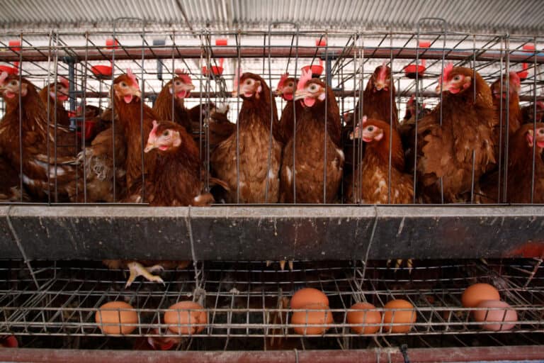 6 Best Chicken Hatcheries in Ohio (Updated 2023)