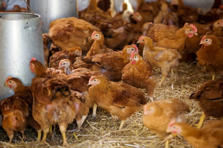 7 Best Chicken Hatchery In Texas (Updated 2023)