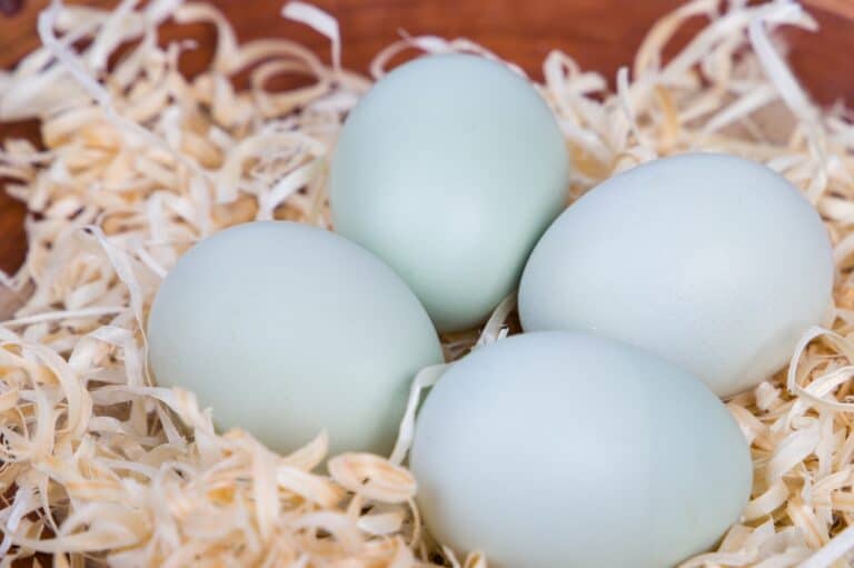 9 Chicken Breeds That Lay Blue Eggs (with Pictures)