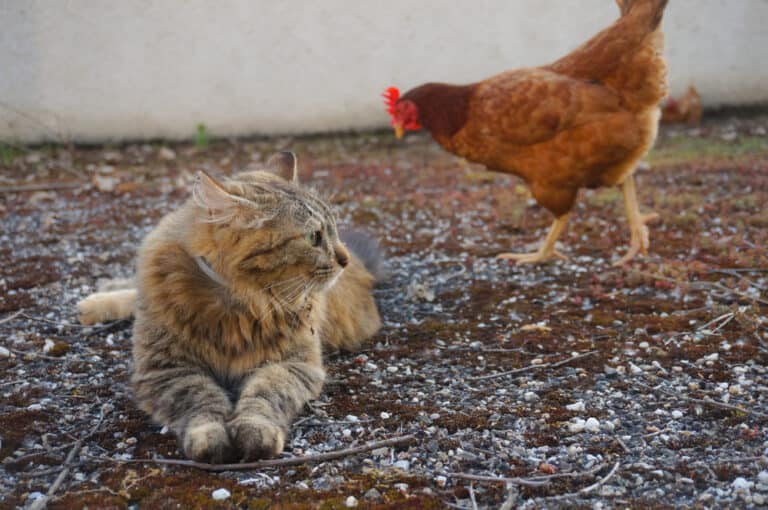 Do Cats Eat Chickens? (How They Attack And What To Do)