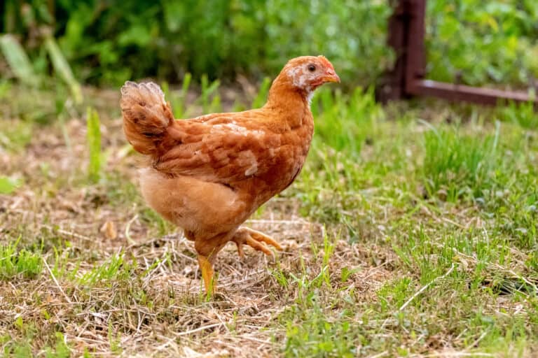How Fast Do Chickens Grow? (Ultimate Guide)