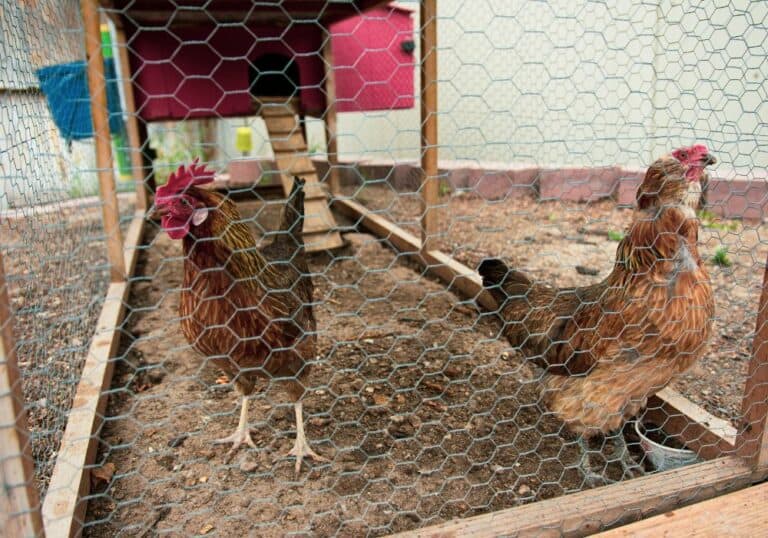 How Much Space Do Chickens Need? (Influencing Factors)