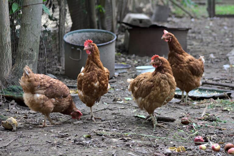 Lohmann Brown Chicken: A Guide To Keeping And Breeding Them