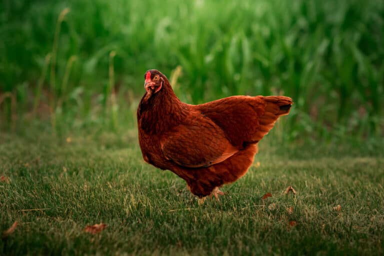 Top 15 Red Chicken Breeds (With Pictures)