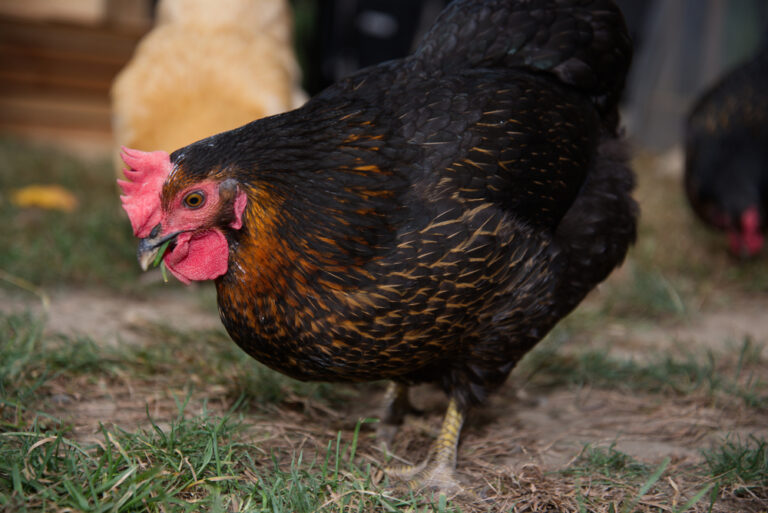 Black Sex Link Chicken: Everything You Need To Know