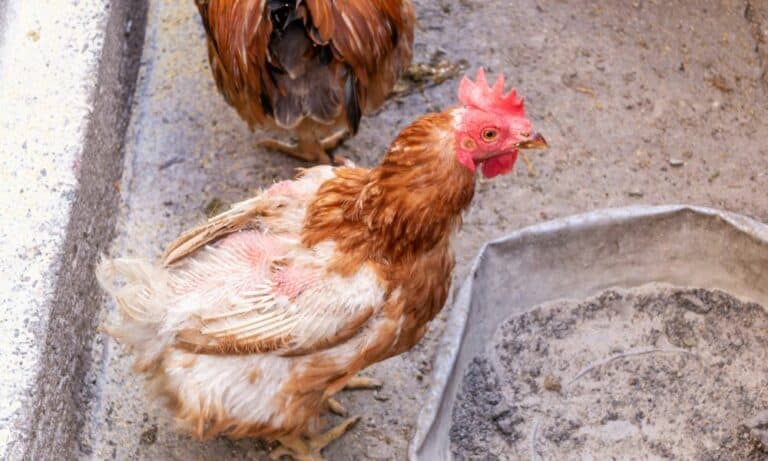 11 Reasons Why Your Chicken Losing Her Feathers