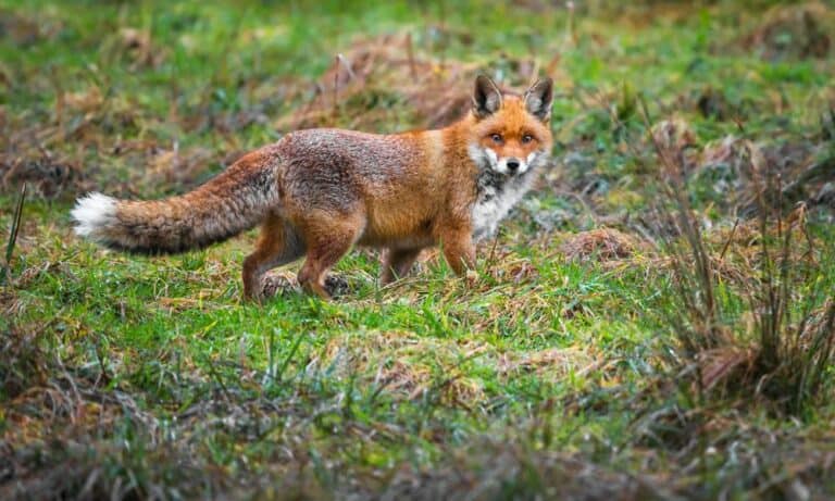 17 Tips to Keep Foxes Away from Chickens