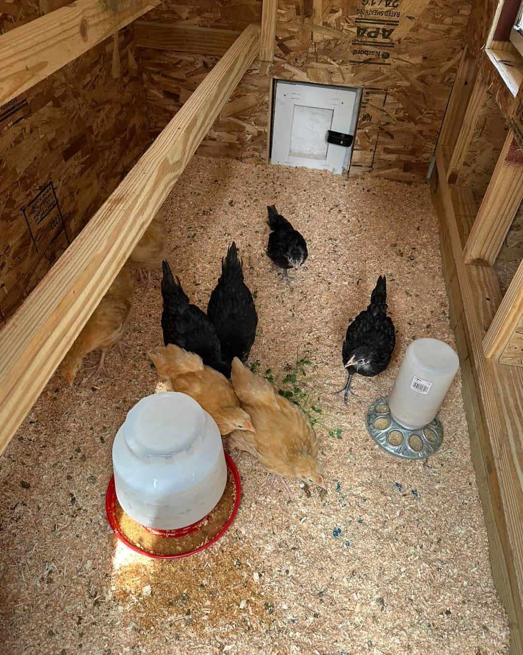 3 Tips for Raising Backyard Chickens