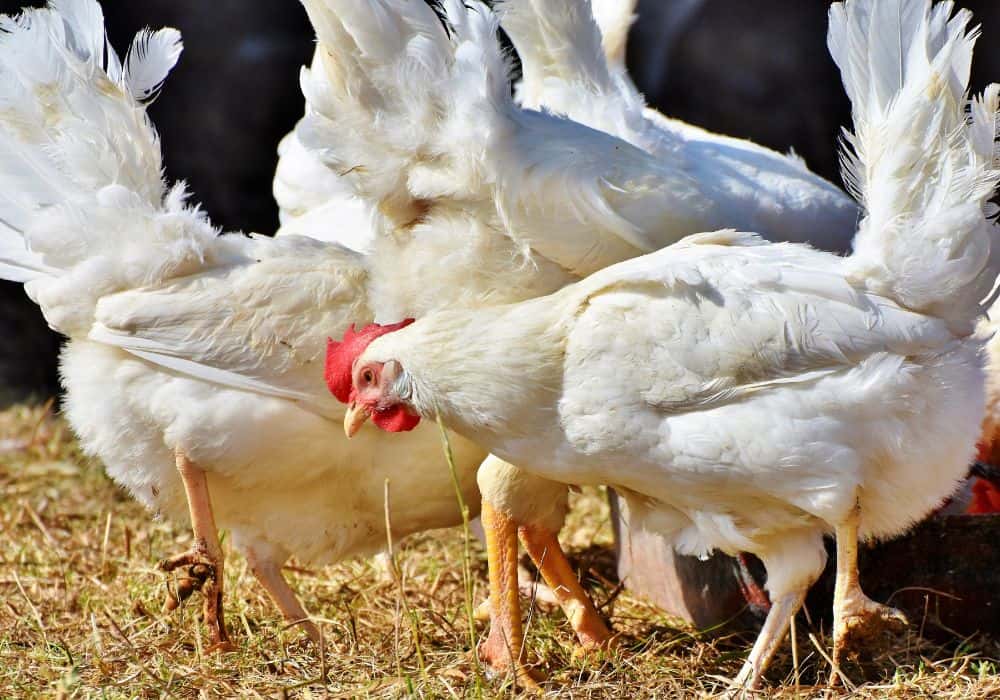7 Possible Reasons Why Your Chicken is Sneezing