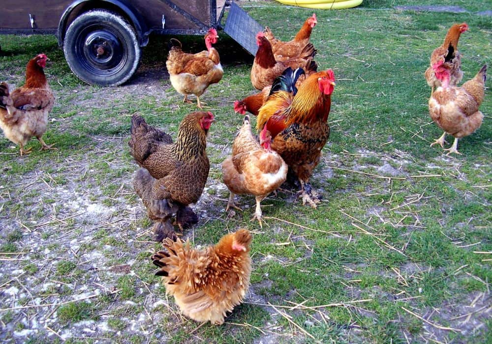 8 Causes of Chicken Sour Crop