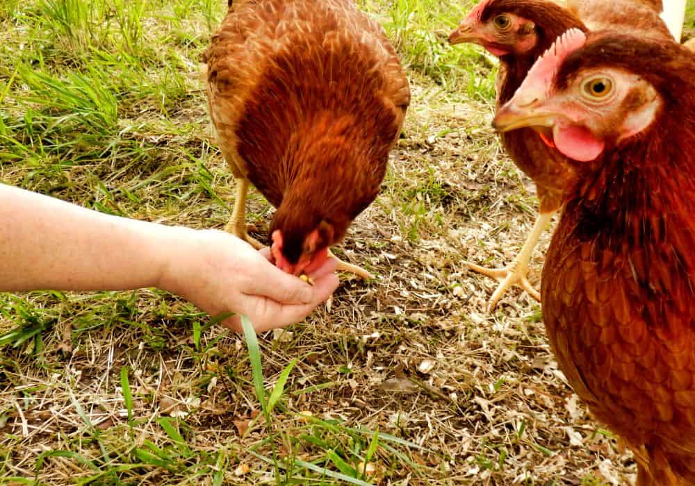 A Few Health Benefits of Feeding Chickens Popcorn