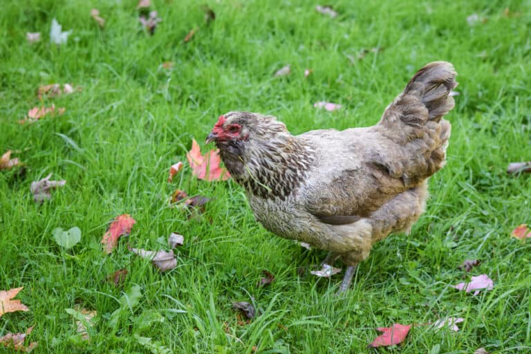 Ameraucana Chicken: Everything You Need To Know