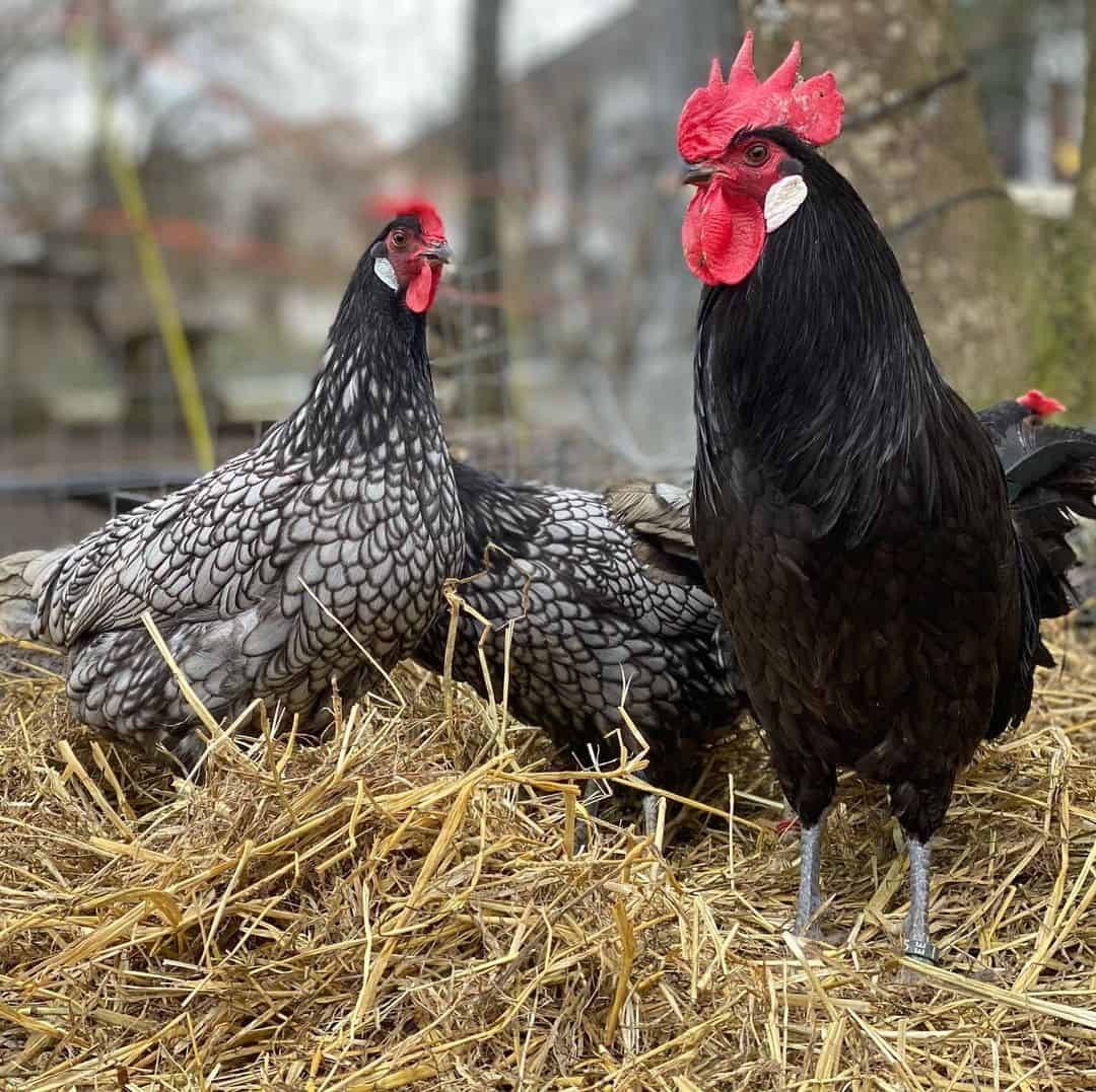 Andalusian health, egg laying, and temperament