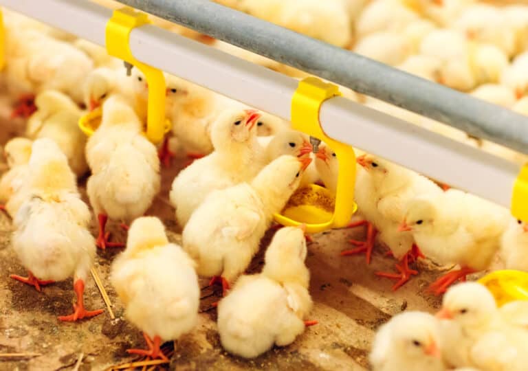 Antibiotics For Chickens: Why Are They Used? (Pros & Cons)