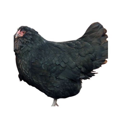 Appenzeller-Barthuhner-chicken-breeds