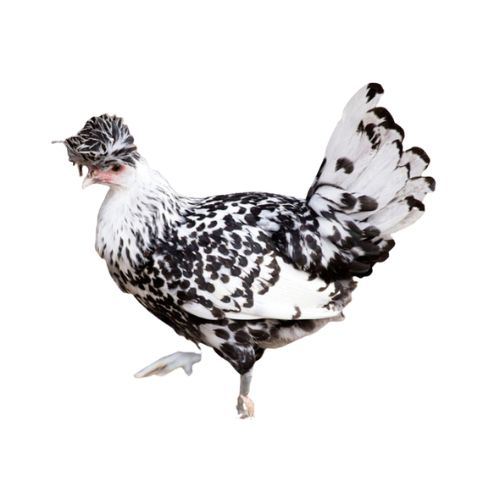 Appenzeller-Spitzhauben-chicken-breeds