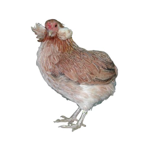 Araucana-chicken-breeds-1