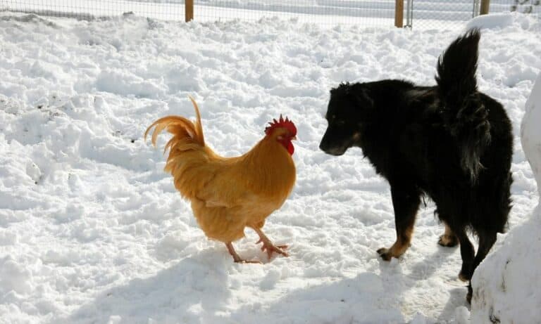 Are Chickens More Intelligent than Dogs? (10 Facts)