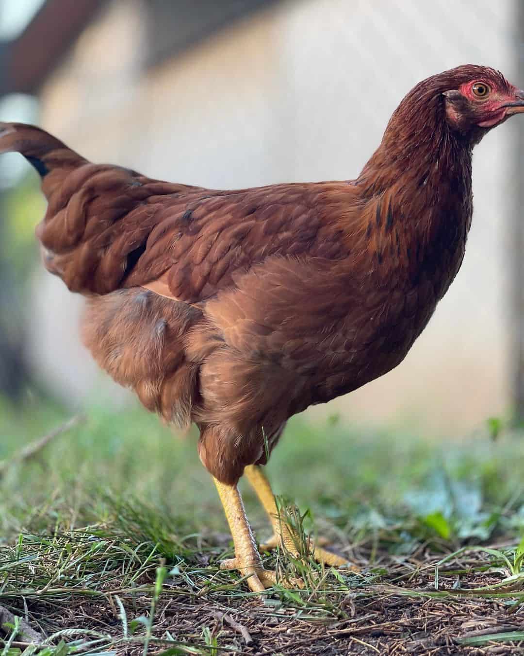 Are Cinnamon Queen chickens healthy?