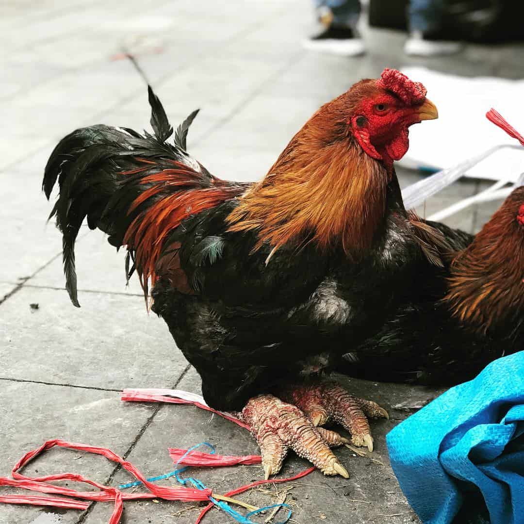 Are Dong Tao chickens healthy?