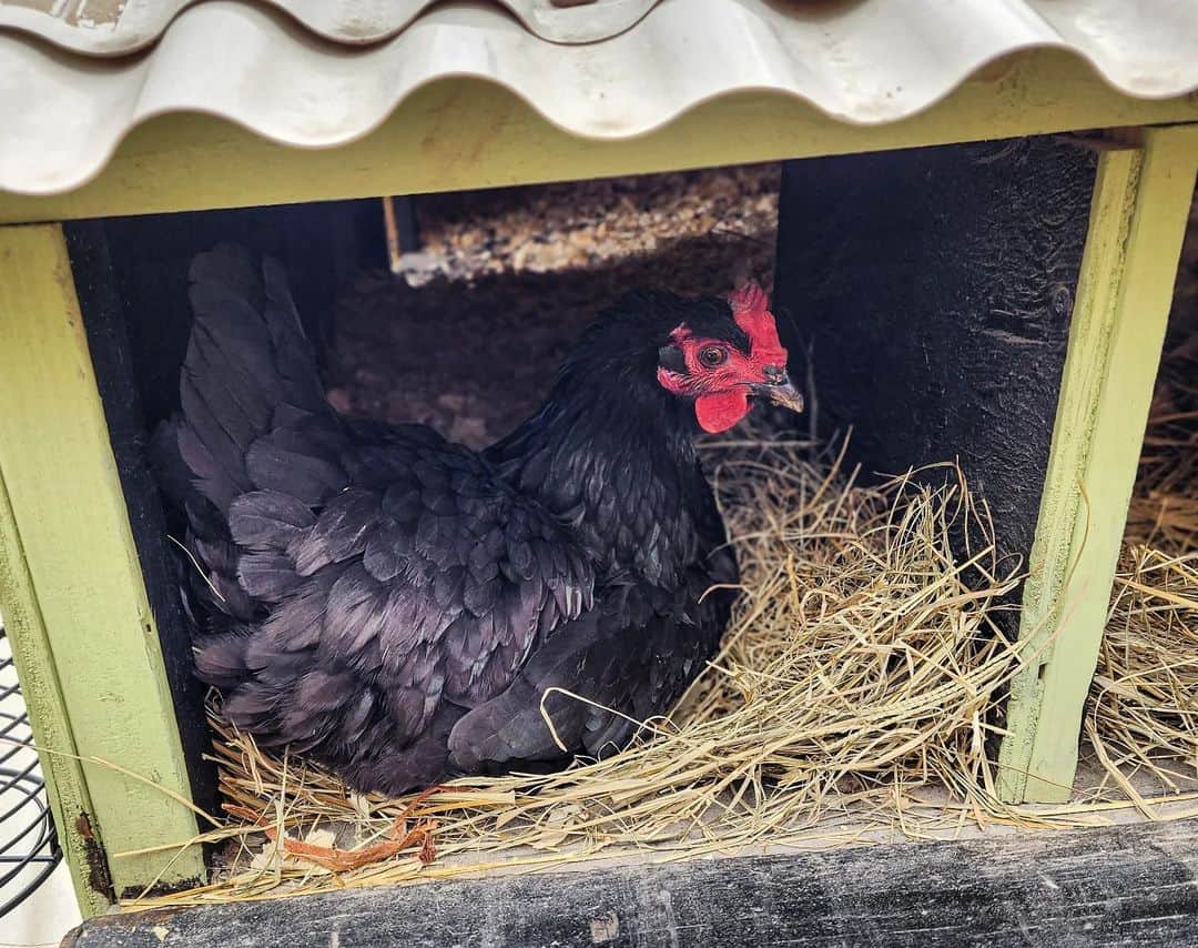 Are Jersey Giant chickens common?