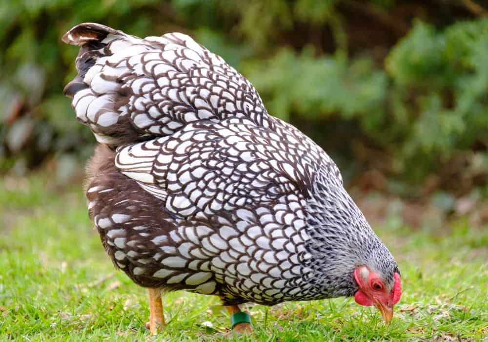 Are Silver Laced Wyandottes good egg layers?