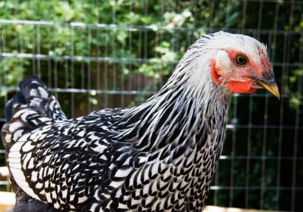 Are Silver-Laced Wyandottes good show birds?