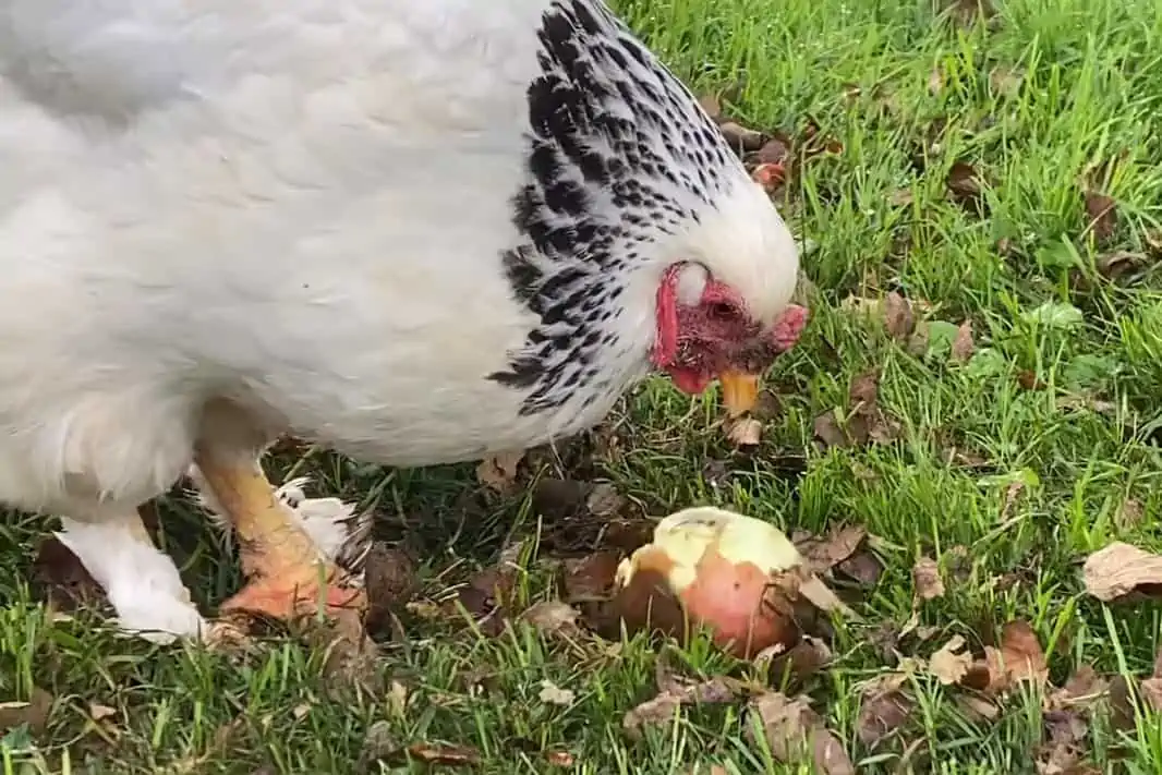 Are apples good for chickens