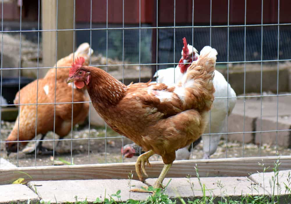 Are free-range chickens all organic?