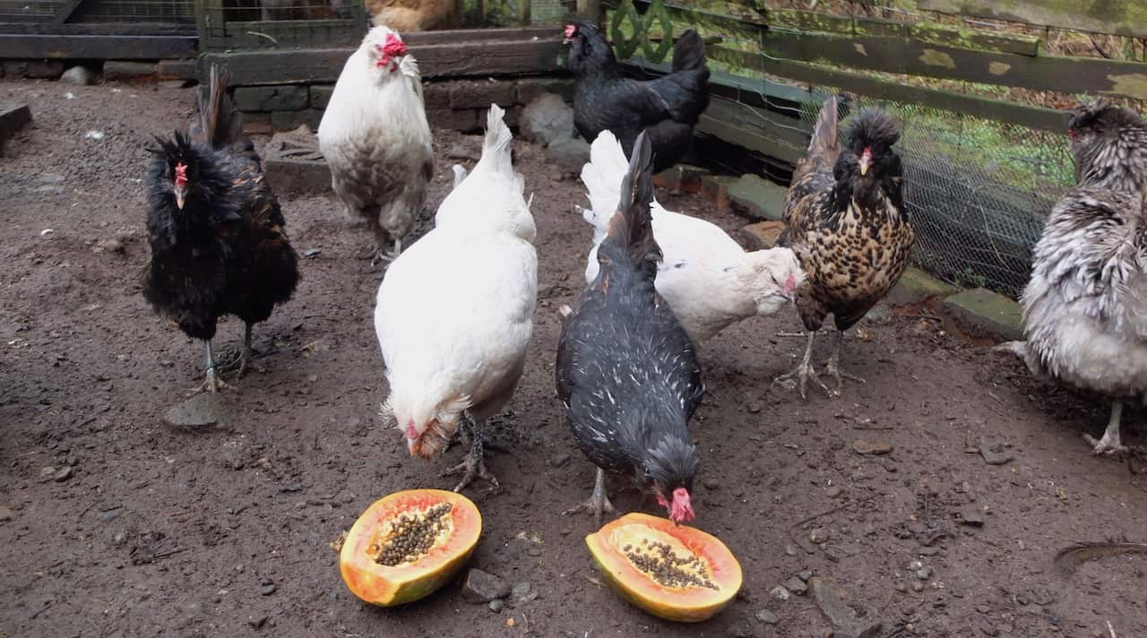 Are papayas good for chickens