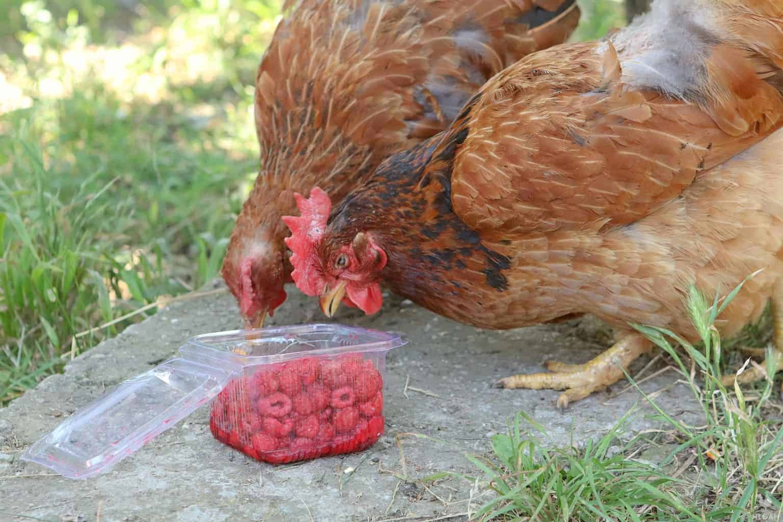 Are raspberries good for chickens