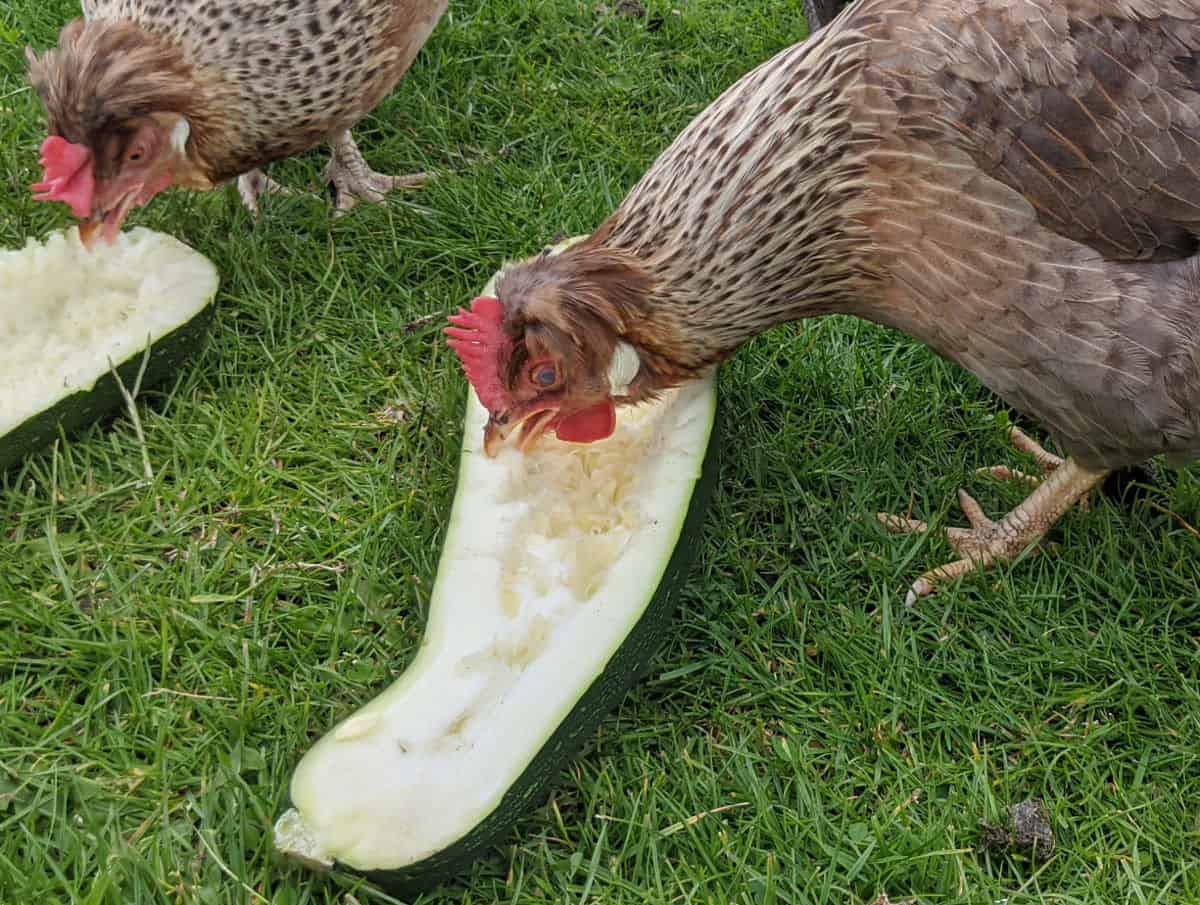Are squashes good for chickens