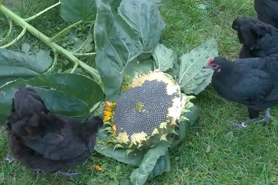 Are sunflower seeds good for chickens