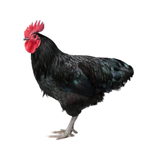 Australorp-chicken-breeds