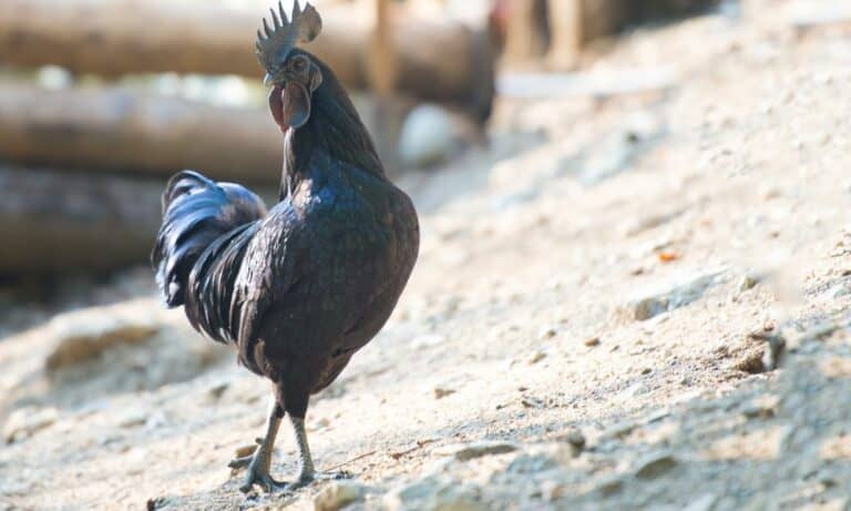 Ayam Cemani: Everything You Need to Know