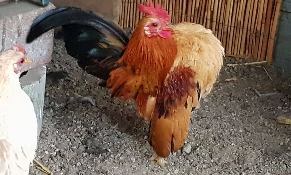 Ayam serama