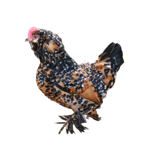 Barbu-dUccle-Chicken-Breeds
