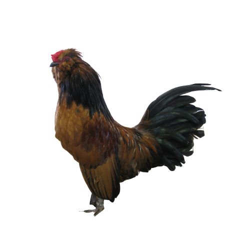 Barbu-de-Watermael-chicken-breeds