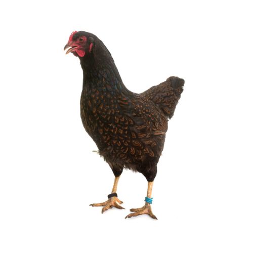 Barnevelder-Chicken-Breeds