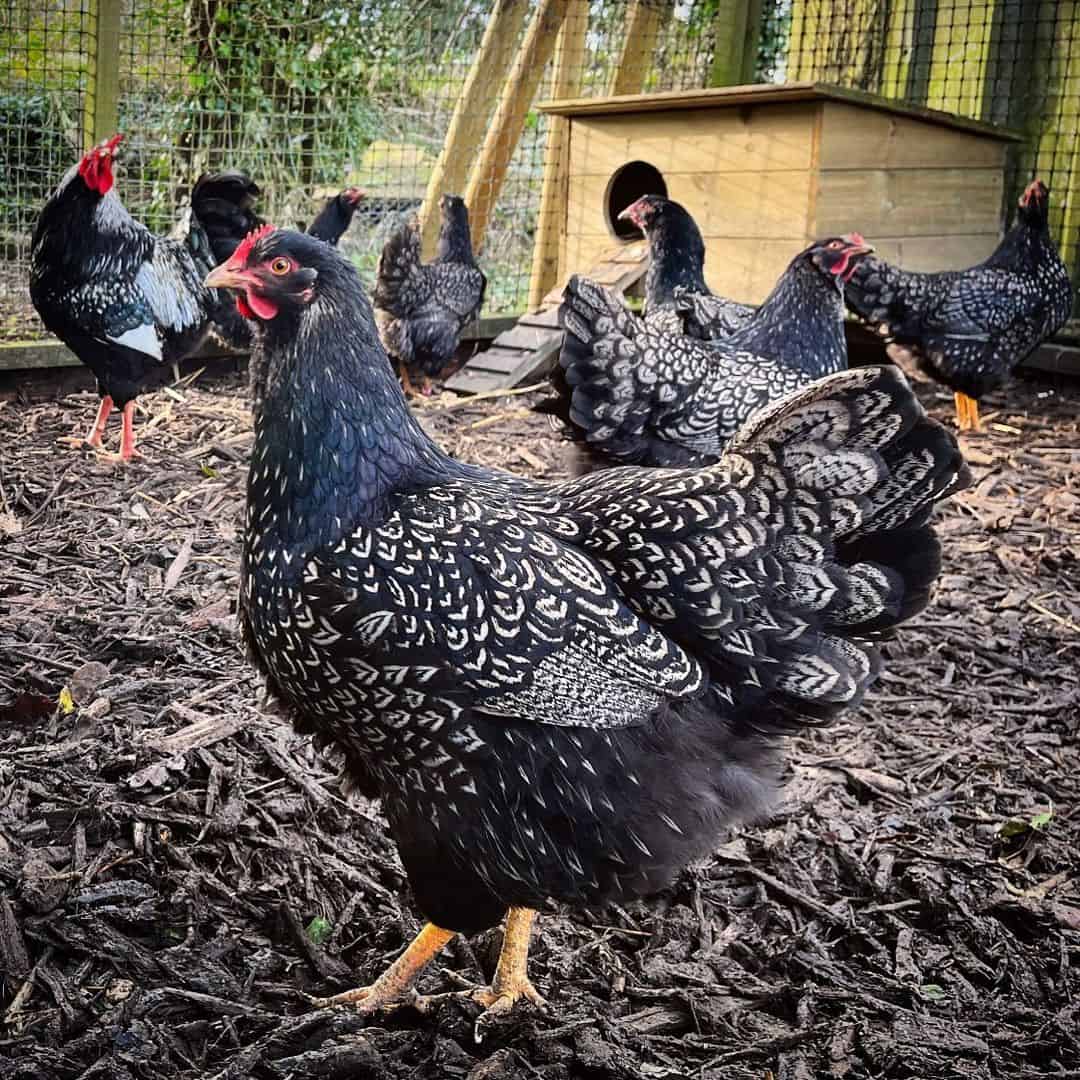 Barnevelder temperament, egg laying, health, and more important details